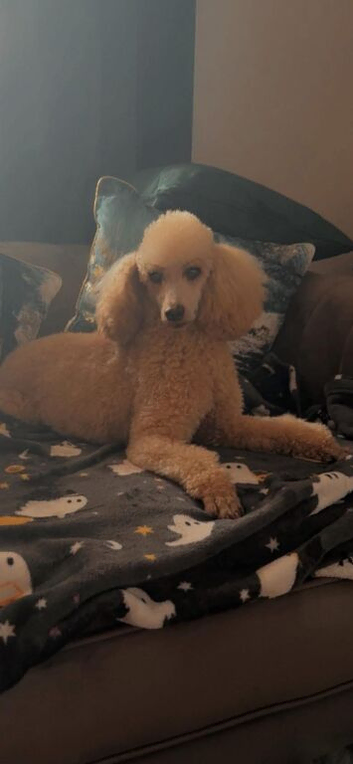Miniature toy poodle puppy&rsquo;s