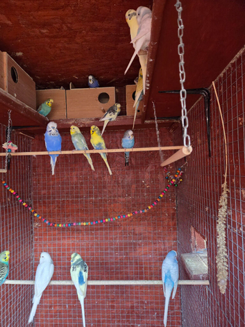 Young mutation budgies for sale