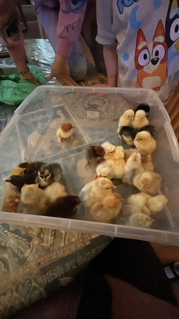 Pekin bantam chicks