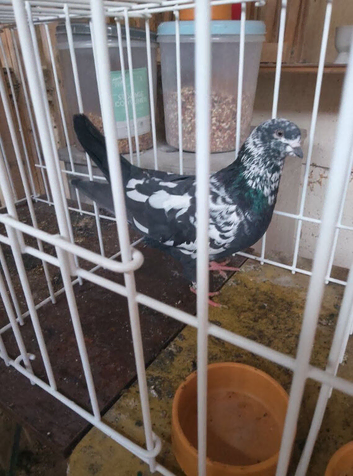 Tipplers for sale &pound;20 each
