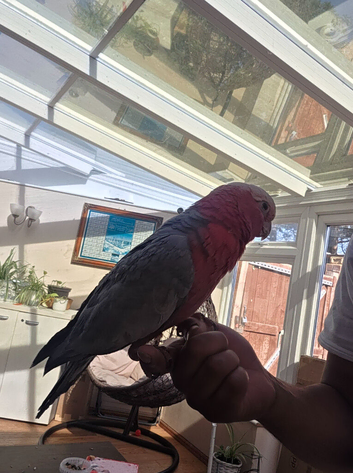 Tame Galah Cockatoo