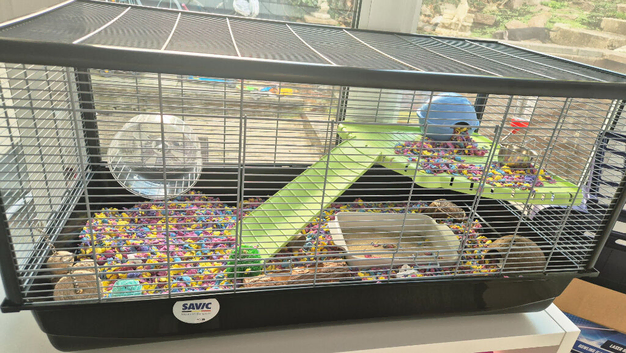 Male hamster and full set up