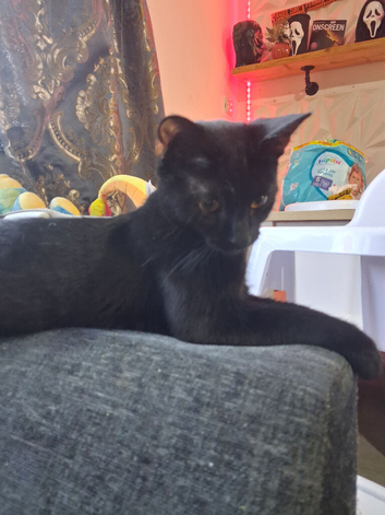 2 female black cats