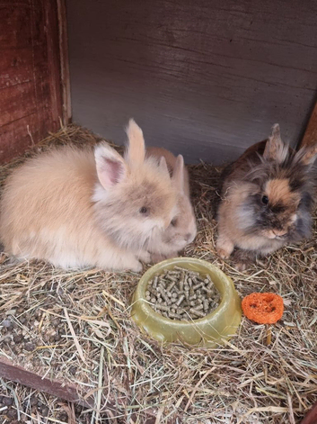 Beautiful little dwarf cross baby rabbits