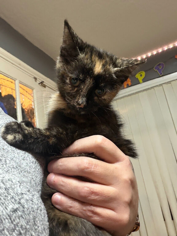 Female kitten