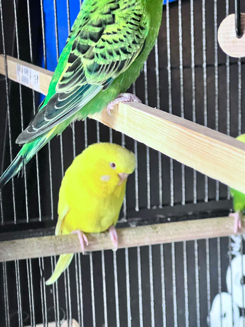 Budgerigars Birds for sale