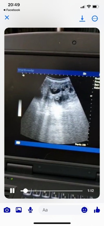 Ultrasound scans dogs cats rabbits
