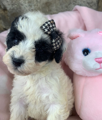 READY NOW F1 Toy Poochon puppies