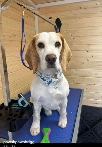 Buster the Beagle