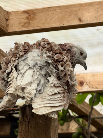 Frillback frills pigeons male/ female/ pairs