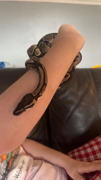 ballpython