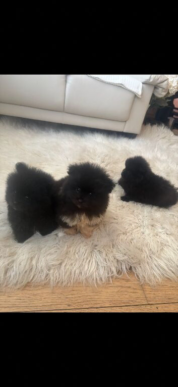 3 Beautiful Pomeranian Puppies