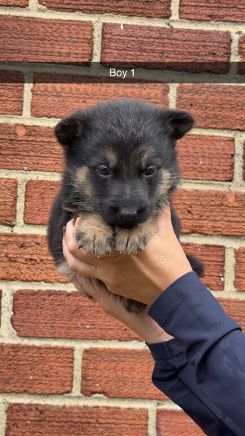 Short haired german shepherds