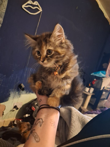 Beautiful part mainecoon kitten