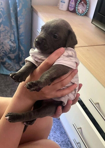 Staffordshire puppy