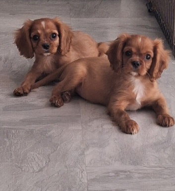Beautiful king Charles cavalier
