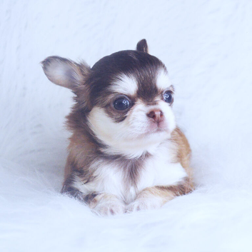KC REGISTERED LONGCOAT CHIHUAHUAS - HUSKY GENE - HEALTH TESTED