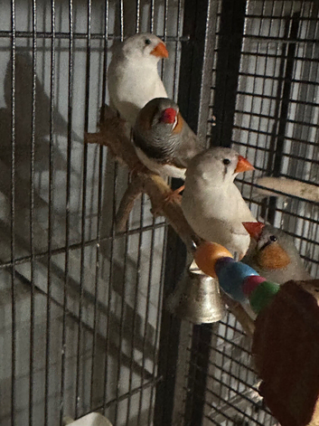 Two proven pairs of zebra finches no cage
