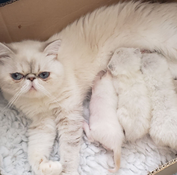 Colour Point Exotic Kittens
