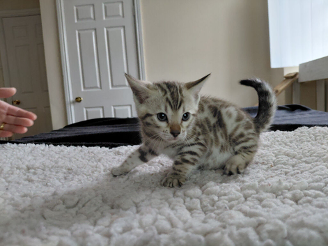 Female snow Bengal kitten