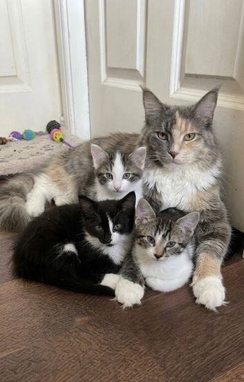 Maine coon kittens