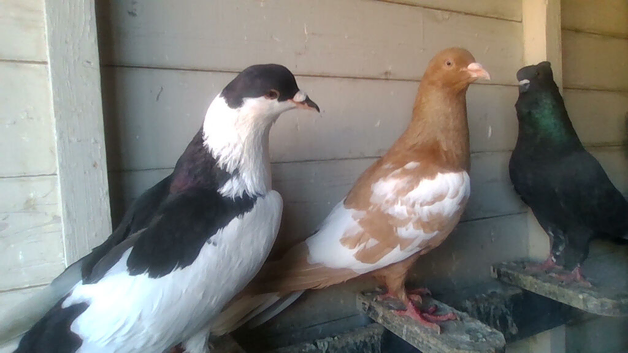for swop afghan pigeons