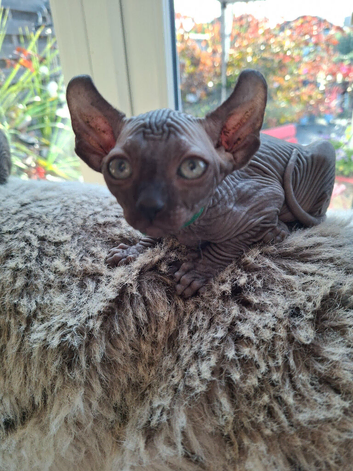 READY NOW Stunning Sphynks kittens,