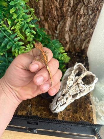 Baby crested gecko and full set up