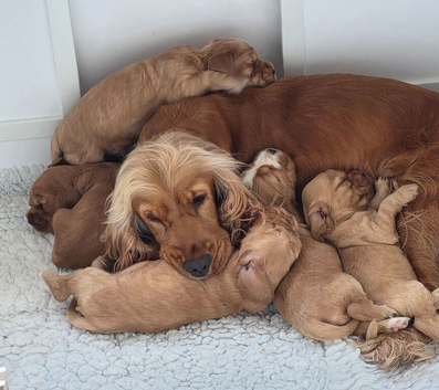 Stunning Golden Show Cocker Spaniel Puppies