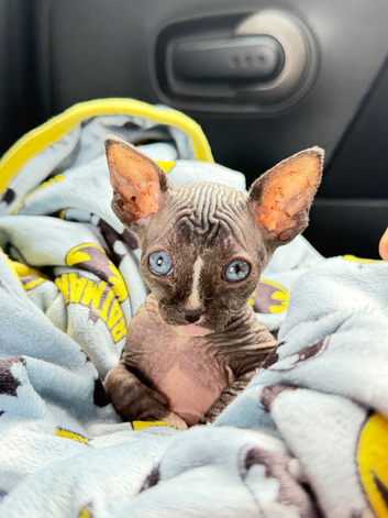 Male black-and-white (bicolor) Sphynx kitten with blue eyes