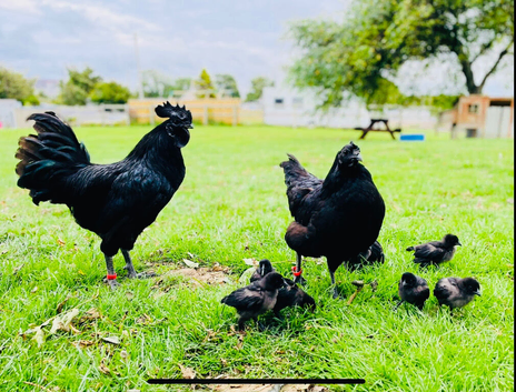 HATCHING EGGS, RIR,FCM, CLB, Light Sussex, Silkies, Collect Anglesey