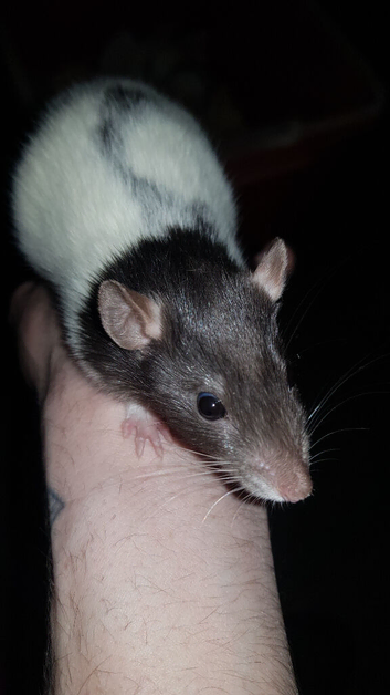 Males and females rats