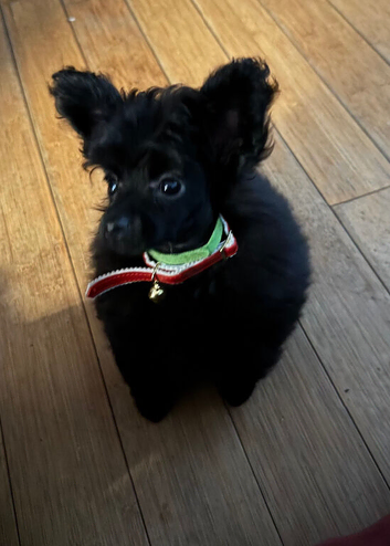 Stunning Toy Poodle x Pomeranian puppy Ready to go