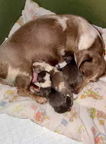 Beautiful puppies