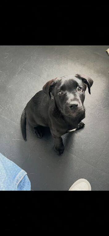 Stunning black Labrador x kelpie male pup with white chest in Edinburgh