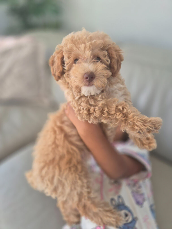 Toy Poodle Puppy &ndash; Apricot Female &ndash; 10 Weeks &ndash; &pound;1075 (Ready Today)