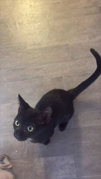 Sphynx  black with green eyes