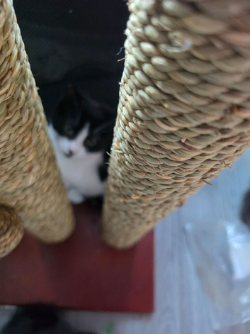 Beautiful female kitten