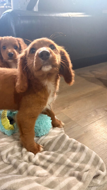 Gorgeous Cavapoo puppies ready now