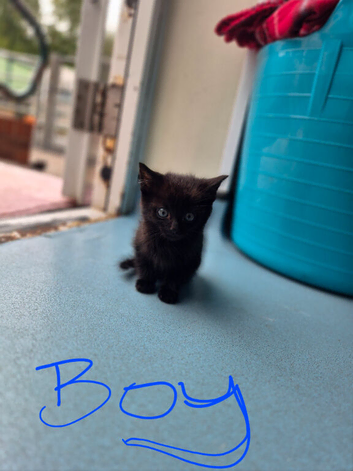 2 kittens left