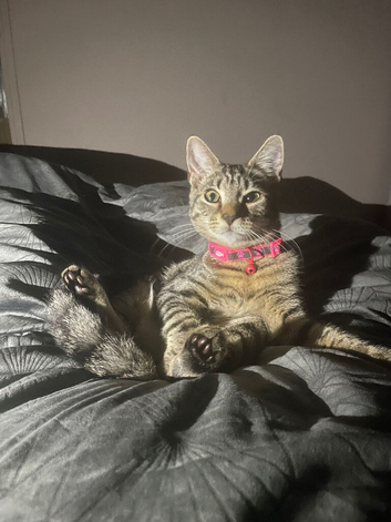 Kitten for sale