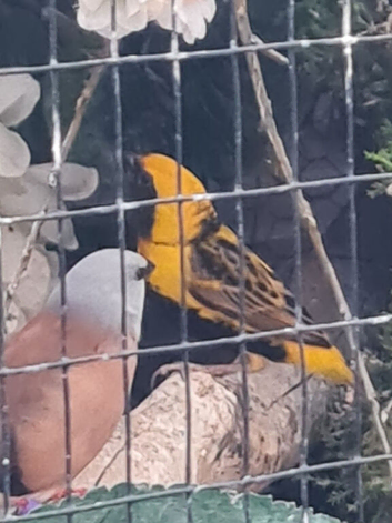 Yellow crowned bishop cock bird