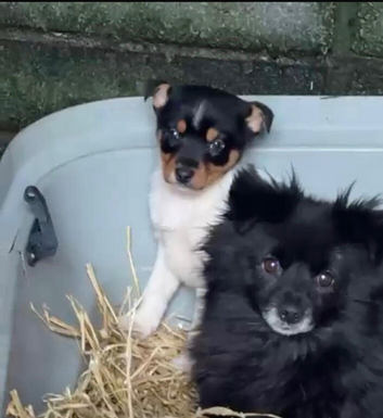 Pom x Jack Russell