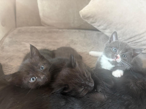 1 10 week old male kitten