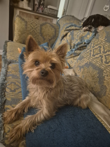 Yorkshire terrier for stud onlypatch