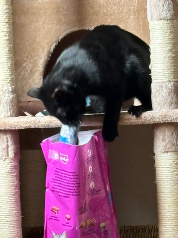 Looking to re home my two female cats