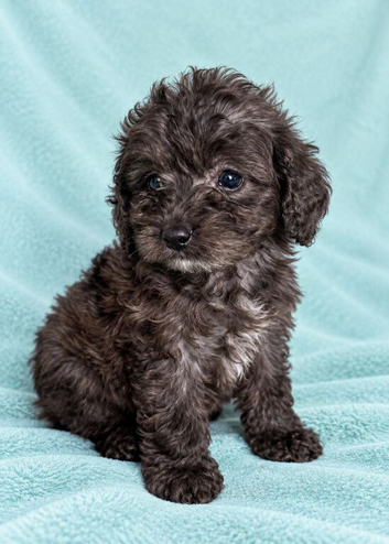 Toy Cockapoo puppies Merle apricot red