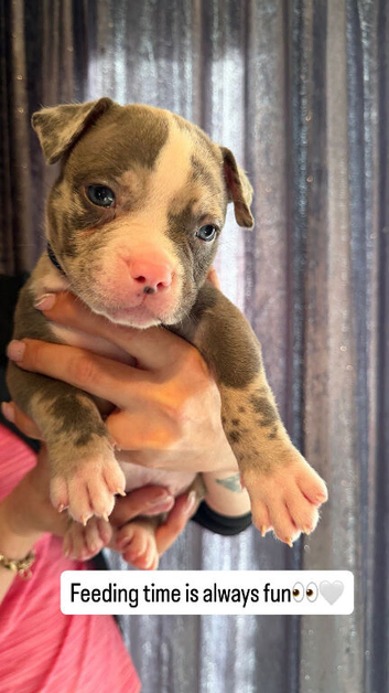 AMERICAN POCKET BULLY PUPPIES - Bulldog - Tri - Merl - Solid