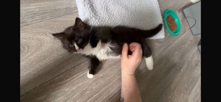Last adorable long haired male Siamese cross kitten available now. .