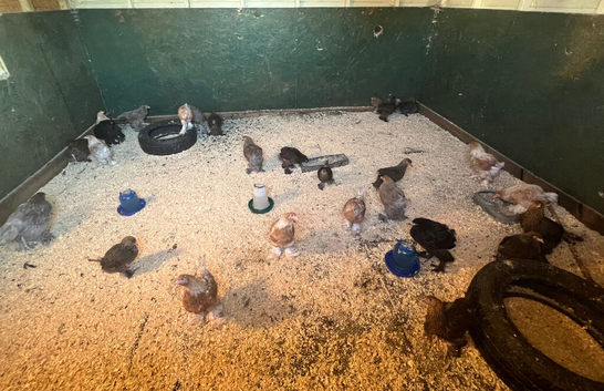 Sexed Pullet Brahma Bantam Growers